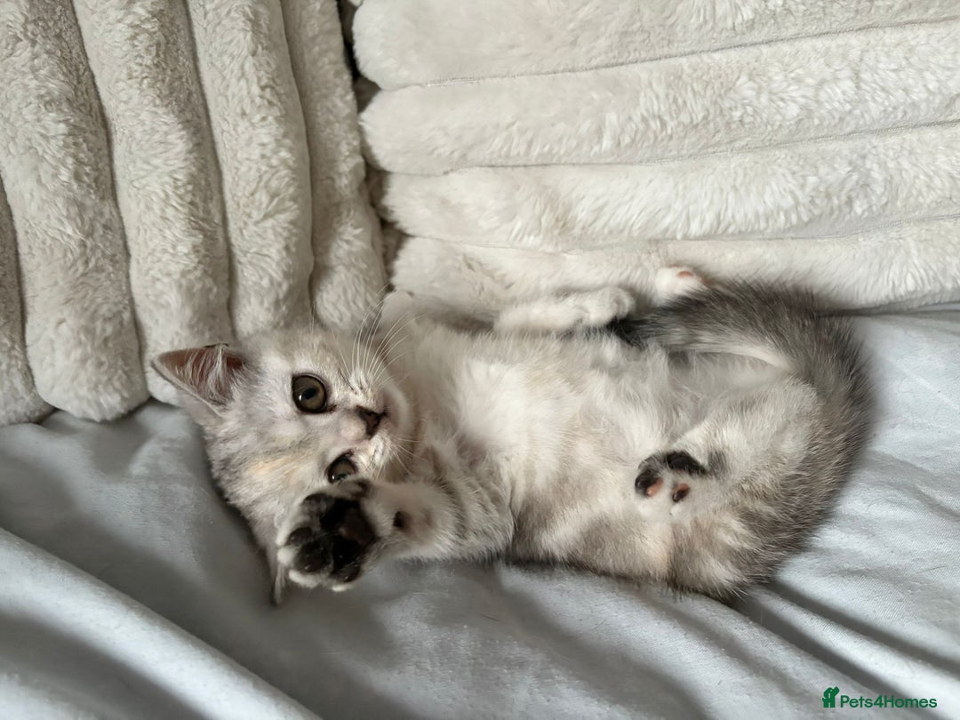 British Shorthair cats for sale: Beautiful British shorthair kittens - Image 21