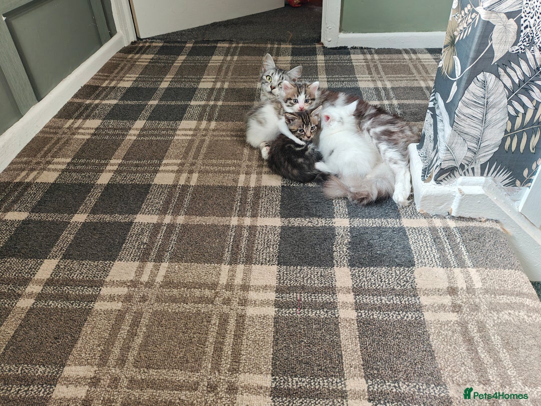 Mixed Breed cats for sale: 2 Gorgeous boys left - Image 2