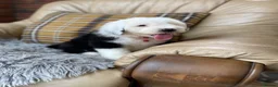 Old English Sheepdog dogs for sale: Old English sheep dog puppies  - Advert 20