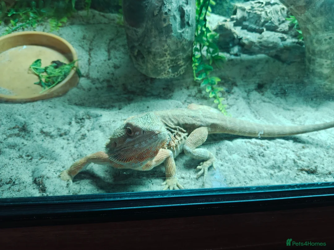 Bearded Dragon reptiles for sale: Female bearded dragon in Barnsley - Advert 2