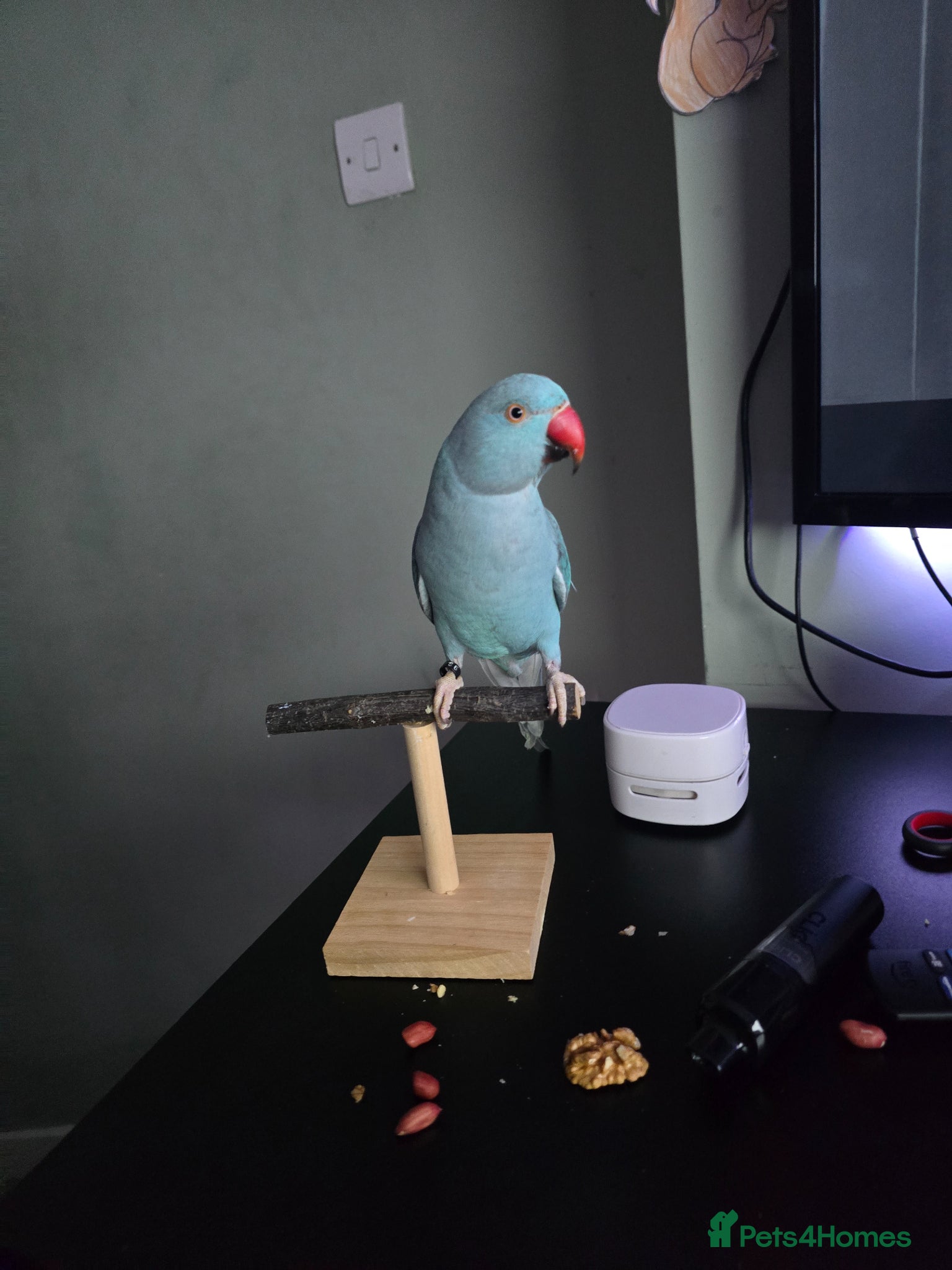 Ringnecks birds Blue male Ringneck for sale - Advert 13