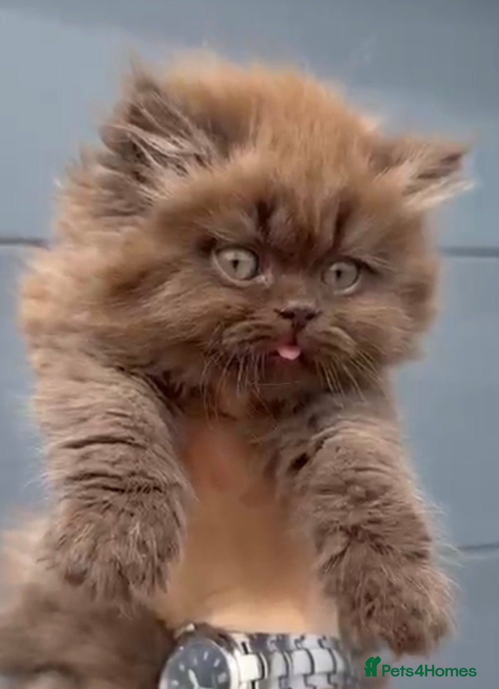 British Shorthair cats Beautiful chunky cinnamon boys looking new home - Advert 2