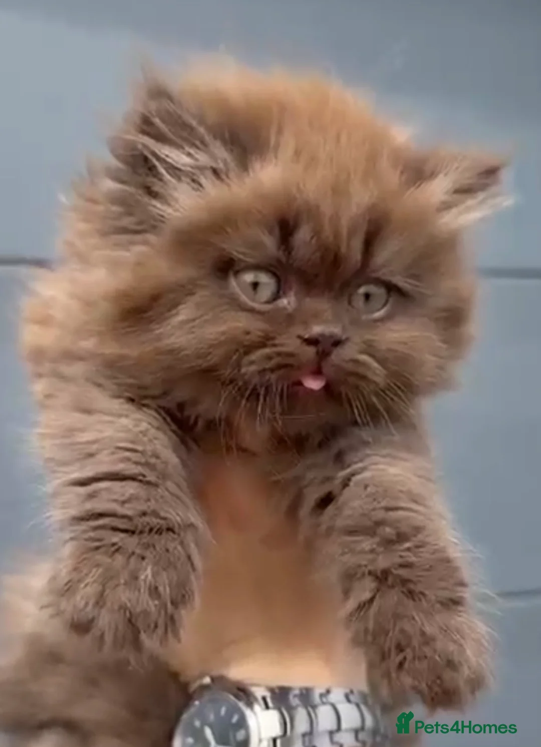 British Shorthair cats for sale: Beautiful chunky cinnamon boys looking new home - Advert 1