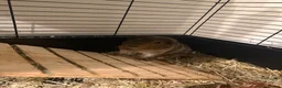 Guinea Pig rodents for sale: 4 x Guinea Pigs & Cage - Advert 6