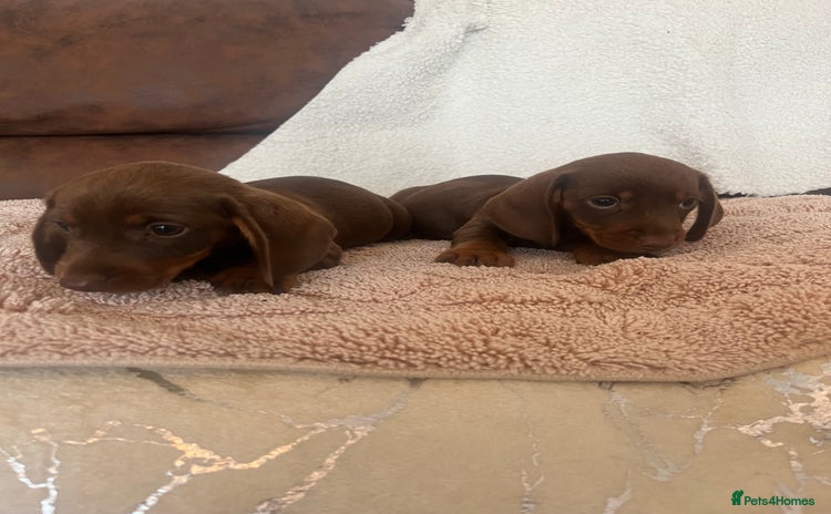 Miniature Dachshund dogs - Advert 18