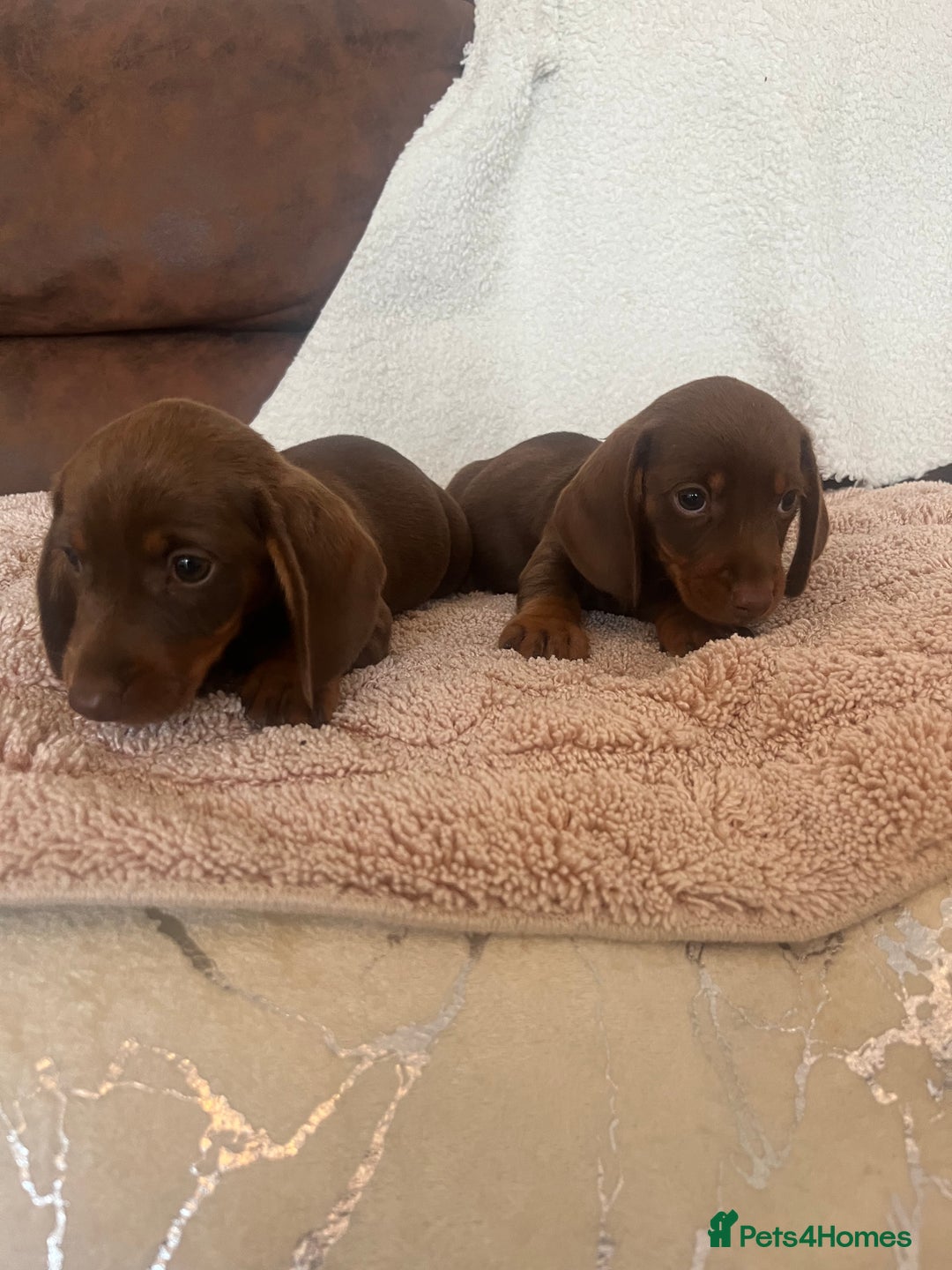 Miniature Dachshund dogs for sale: Miniature Choc & Tan Dachshund Puppies! - Image 1
