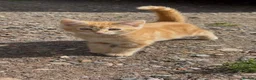 Mixed Breed cats for sale: Beautiful fluffy kittens  - Advert 11