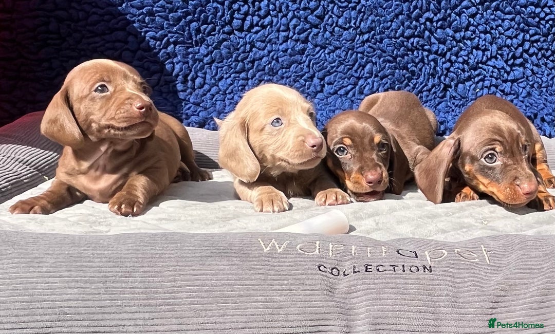 Miniature Dachshund dogs for sale: LH/SH MINI DAXIS RAINBOW COLOURS PRA KC REG - Image 6