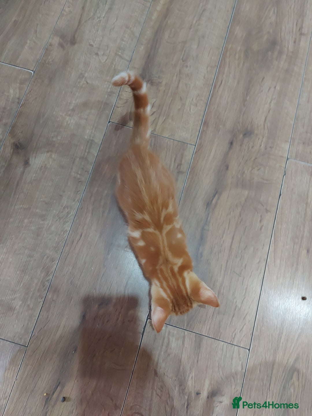 Bengal cats for sale: Bengal cross female rare ginger  - Image 7