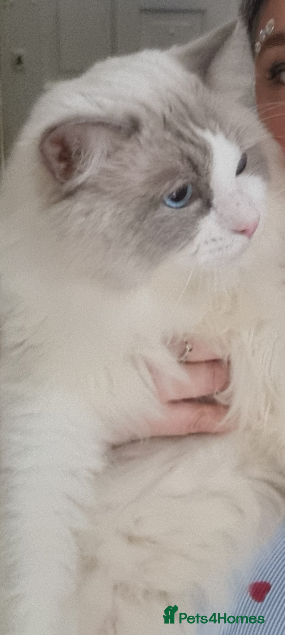 Ragdoll cats for sale: Ragdoll  - Advert 8