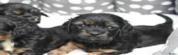 Cavapoo dogs for sale: Health Tested Cavapoo Puppies  - Advert 12