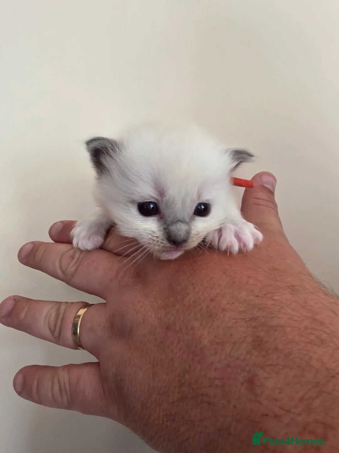 Ragdoll cats for sale: TICA/GCCF registered ragdoll kittens - Advert 34