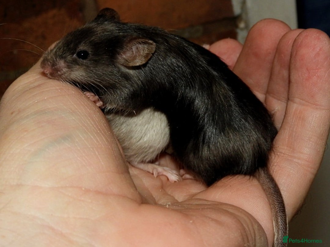 Mouse rodents for sale: Satin, long and short haired varieties  - Image 33