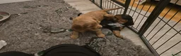 Cocker Spaniel dogs for sale: Working Cocker Spaniel Puppies, Black and Tan, Red - Advert 7