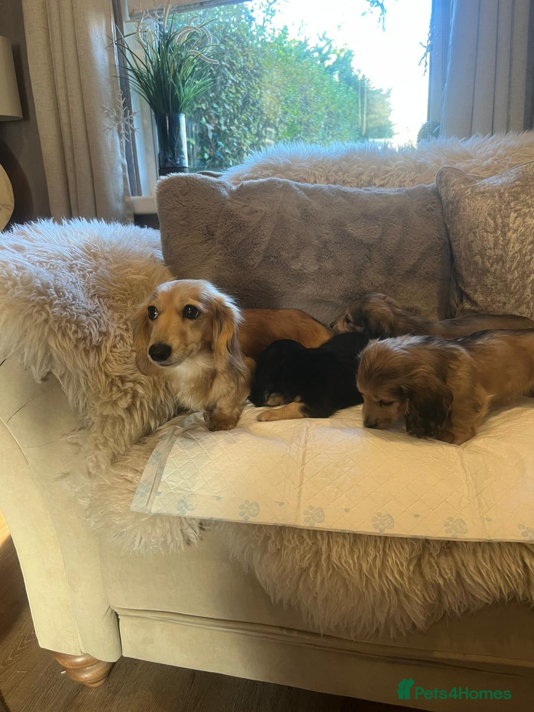 Miniature Dachshund dogs for sale: Cream Longhaired miniature dachshunds  - Advert 14