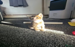 Abyssinian cats for sale: Abyssinian X Bengal Kittens - Image 10