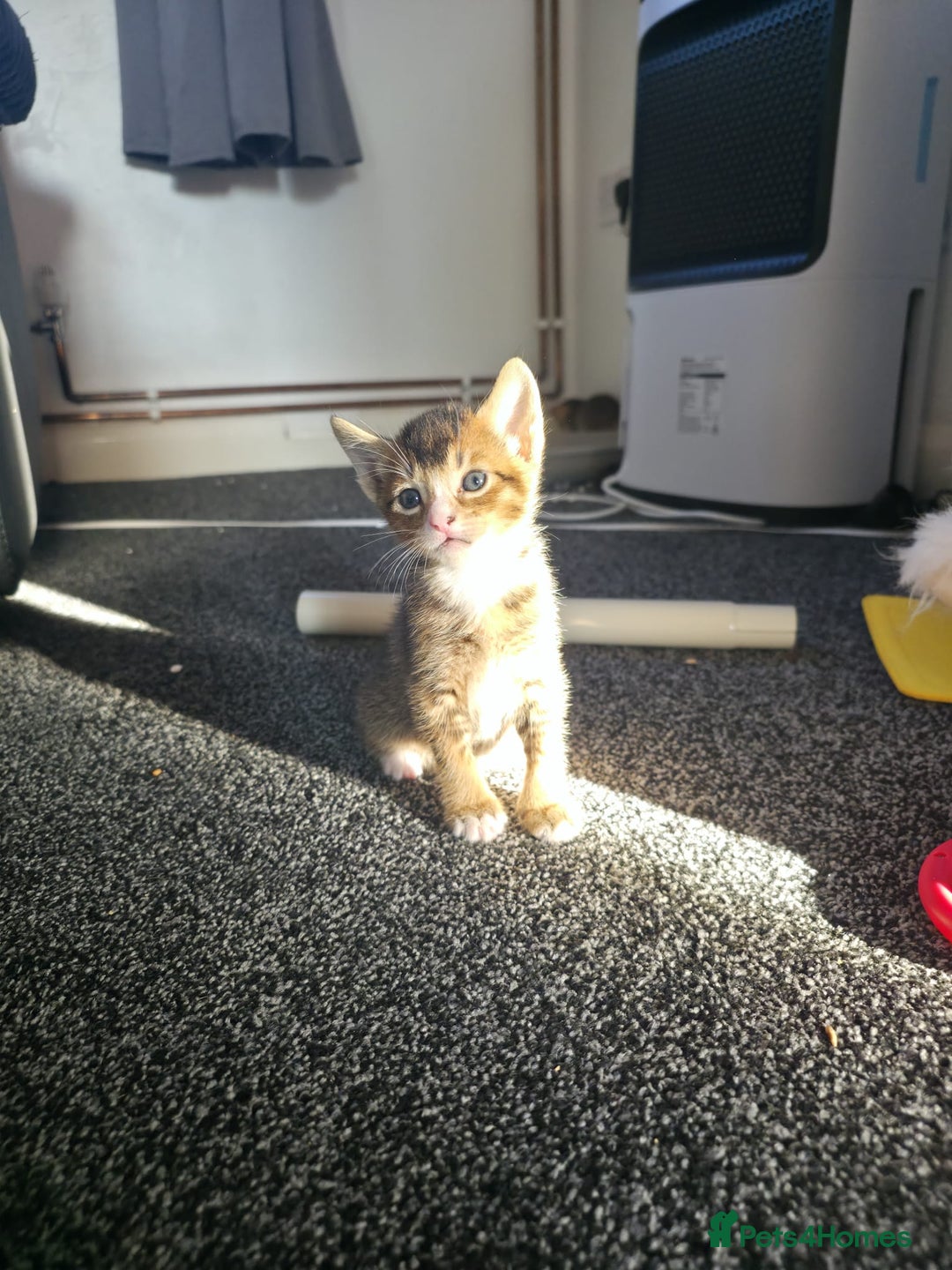 Abyssinian cats for sale: Abyssinian X Bengal Kittens - Image 10