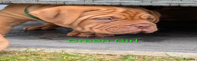 Green Girl 
