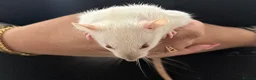 Rat rodents for sale: Beautiful Dumbo rats 3 girls and 6 boys available  - Advert 10