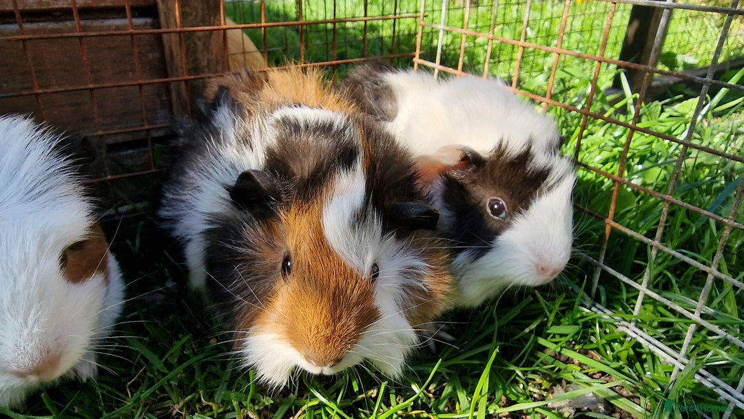 Guinea Pig rodents for sale: Male Guinea pigs, Ip3 - Image 7
