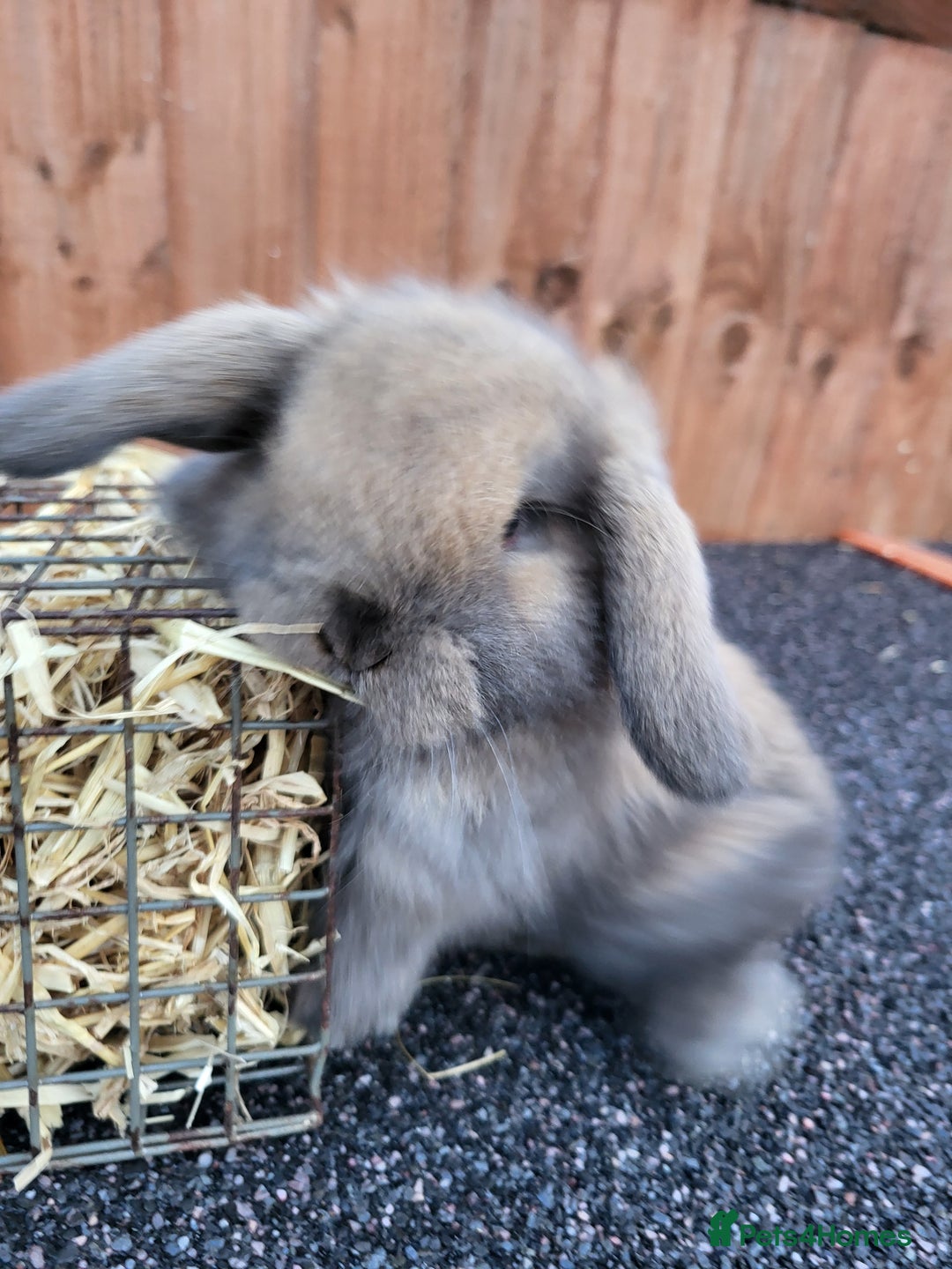 Mini Lop rabbits for sale: Mini lops 2 litters 2 + 5 - Image 9