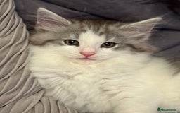 Norwegian Forest Cat cats for sale: SANNVENN Norwegian Forest Cats - Image 10