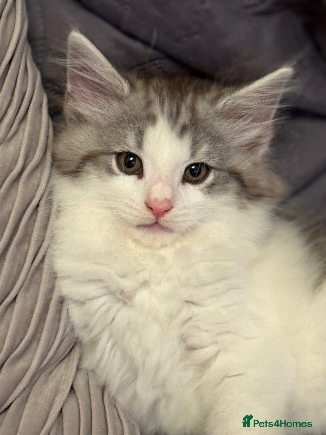 Norwegian Forest Cat cats for sale: SANNVENN Norwegian Forest Cats - Image 10