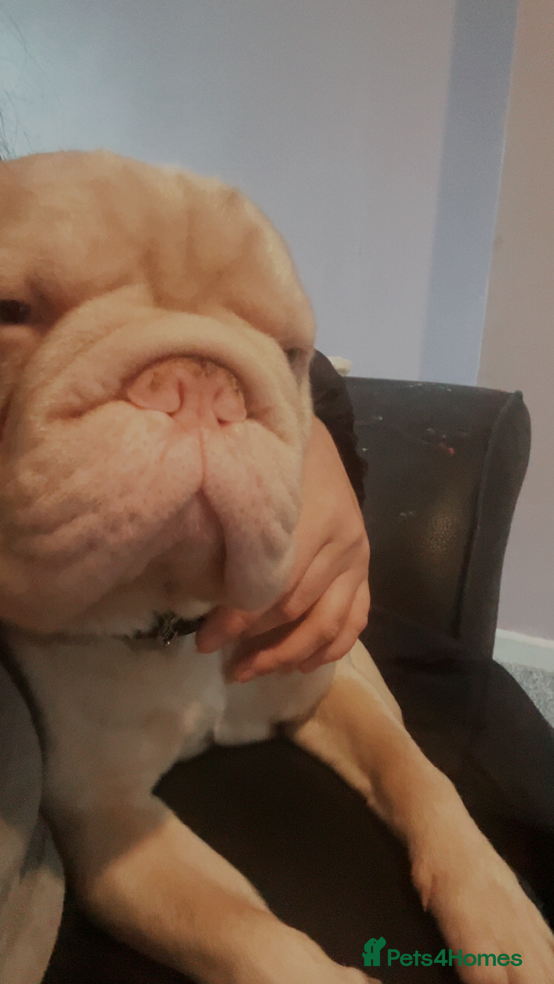 French Bulldog dogs for sale: 1 year old frenchie  - Advert 2