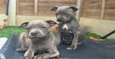 Staffordshire Bull Terrier dogs - Advert 4
