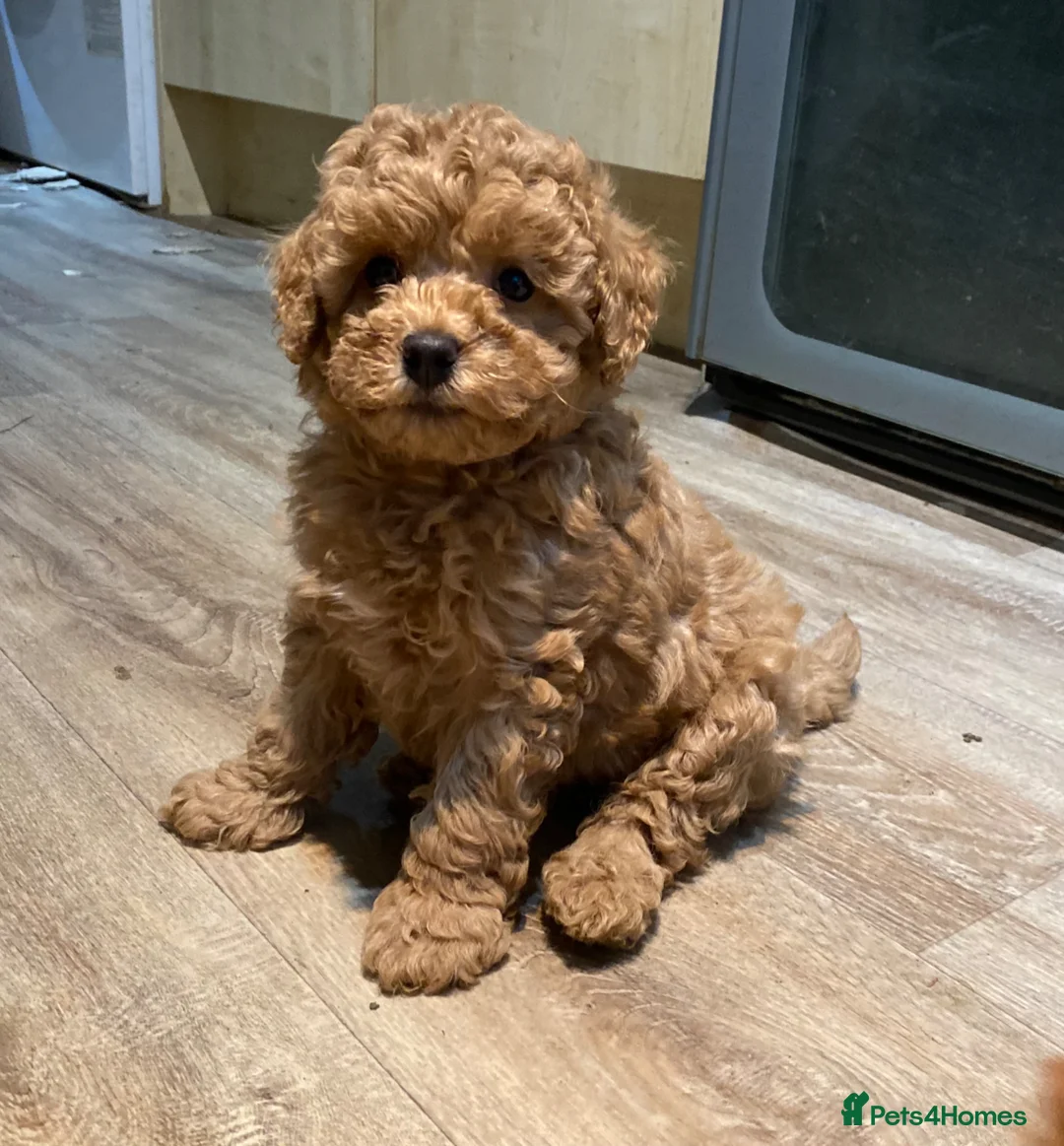 Toy Poodle dogs for sale: KC Toy Poodles Health tested - Advert 2
