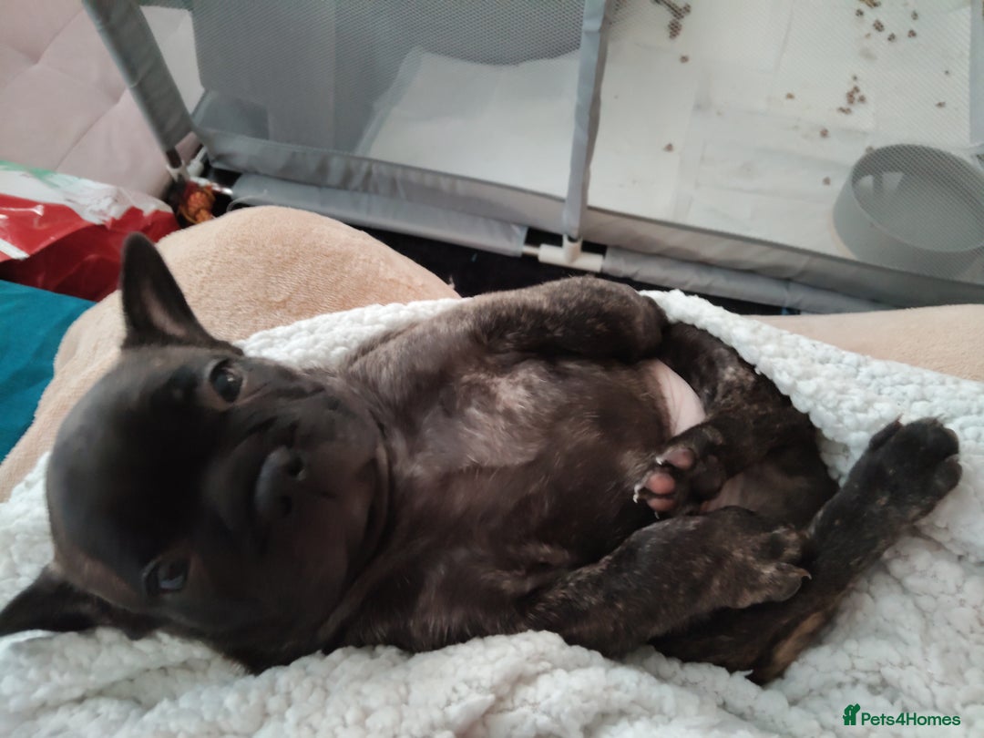 Mixed Breed dogs for sale: Male puppies Frenchie X  - Advert 4