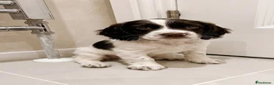 Cocker Spaniel 2