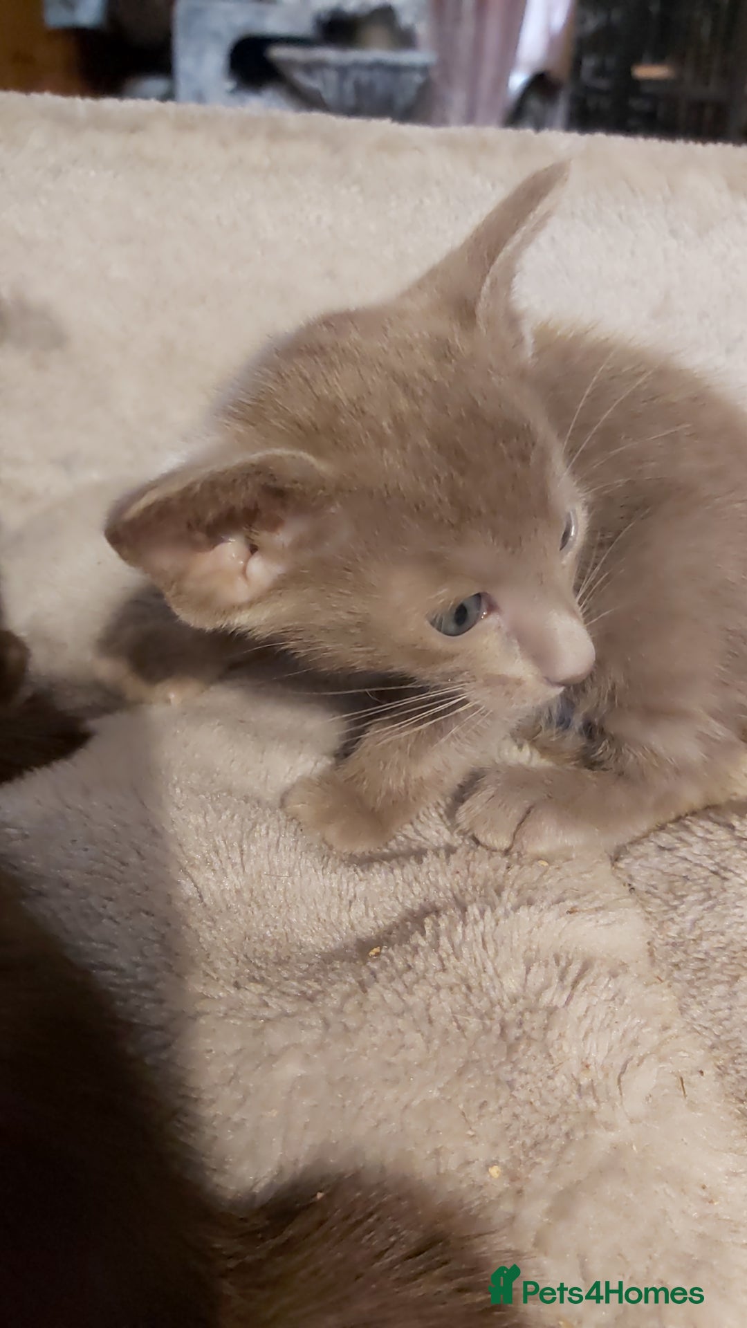 Oriental cats for sale: Full Pedigree Oriental 1 Kitten XL size ears GCCF - Image 27