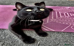 Mixed Breed cats for sale: Black Tom Cat  - Image 7
