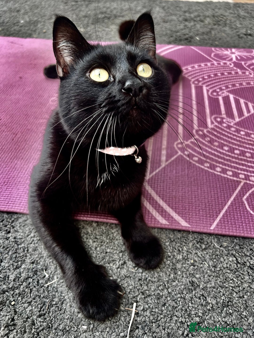Mixed Breed cats for sale: Black Tom Cat  - Image 7