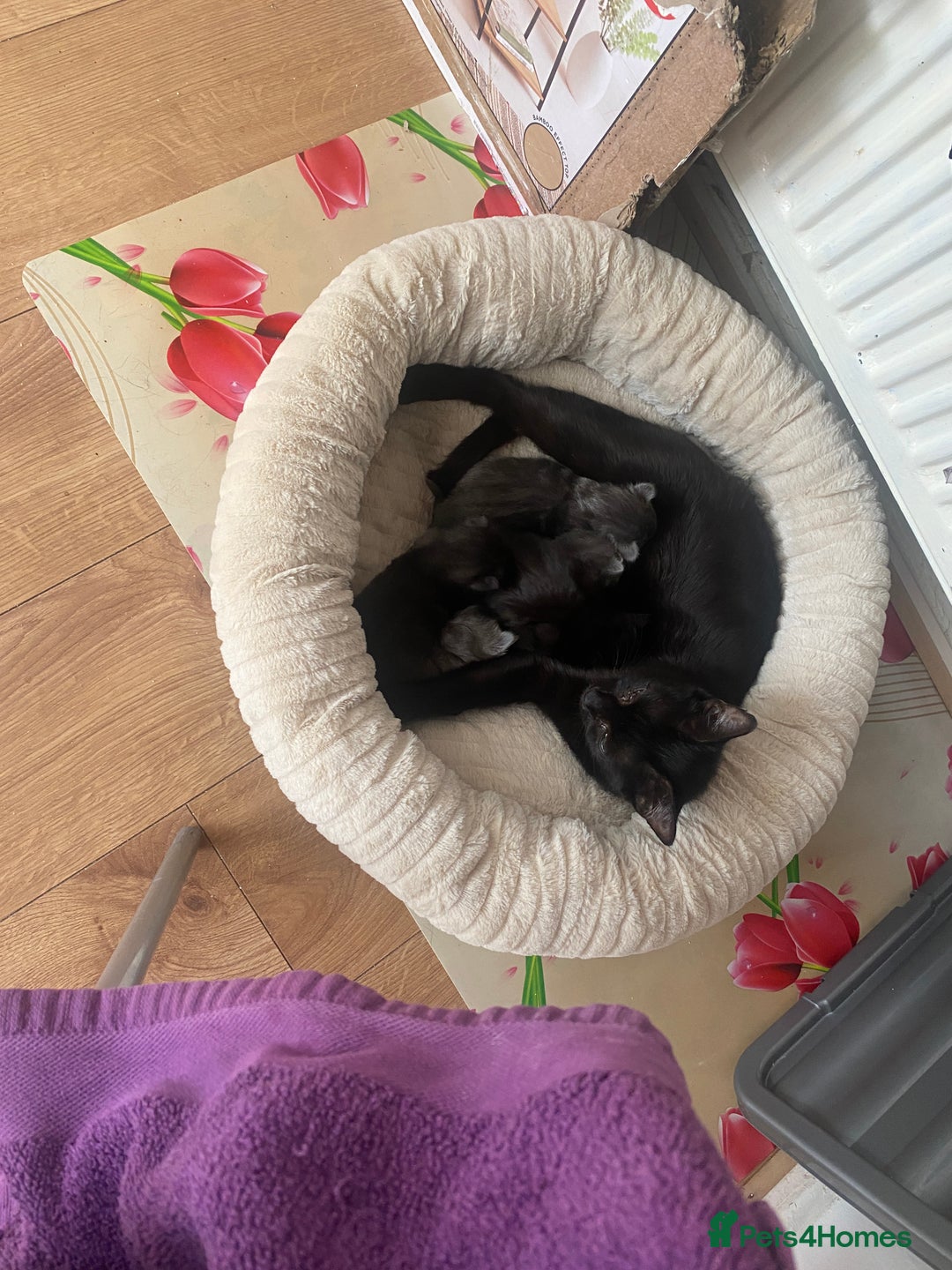 Mixed Breed cats for sale: Lovely kitten is looking for a house - Advert 2
