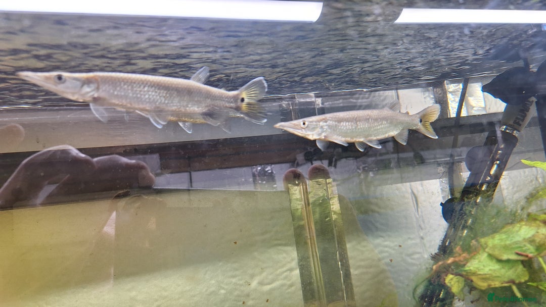 Tetras fish for sale: Rocket Gar fish Ctenolucius hujeta - Image 3