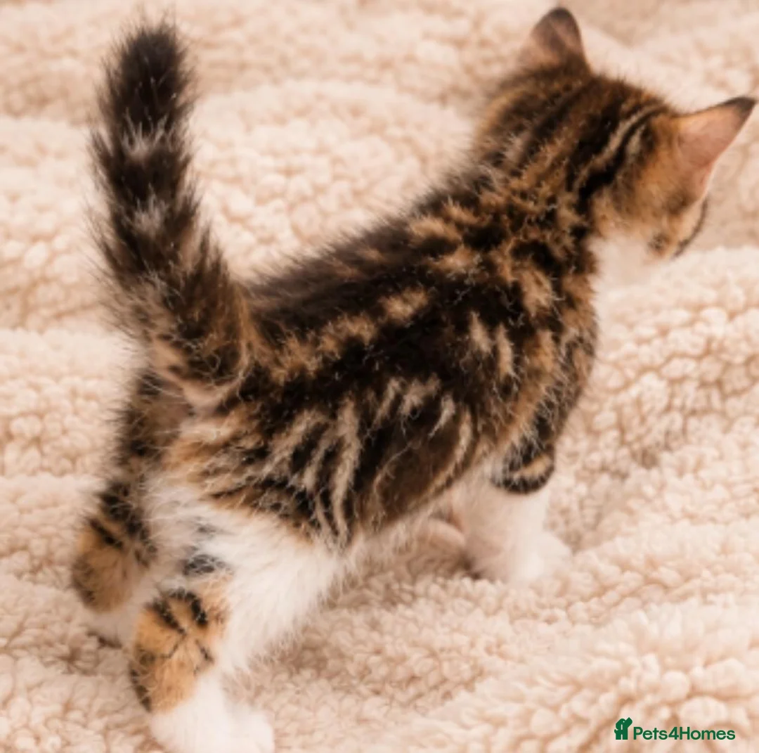 Mixed Breed cats for sale: Find a forever home for kittens🐈 in Dewsbury - Advert 6