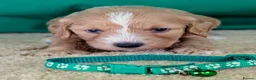 Cavapoochon dogs for sale: Beautiful Cavapoochons - Advert 11