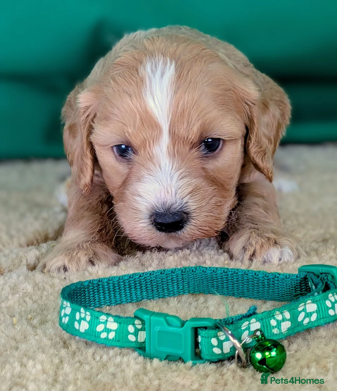 Cavapoochon dogs for sale: Beautiful Cavapoochons - Advert 11