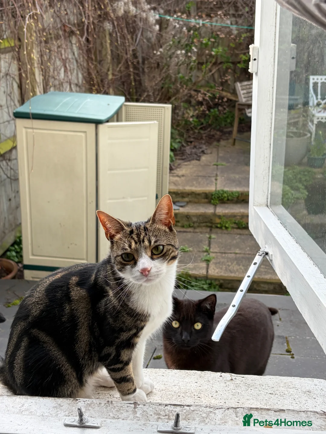 Mixed Breed cats for sale: Sadly I have to rehome my boy - Advert 2