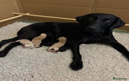 Labrador Retriever dogs for sale: 🐾 Labrador Retriever Puppies for Sale 🐾 - Image 11