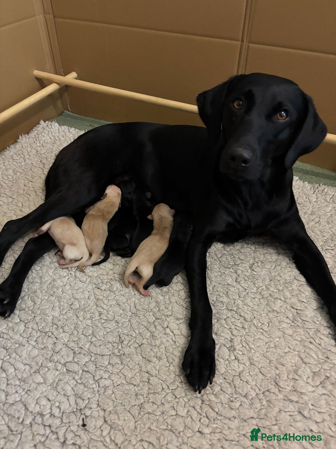 Labrador Retriever dogs for sale: 🐾 Labrador Retriever Puppies for Sale 🐾 - Image 11