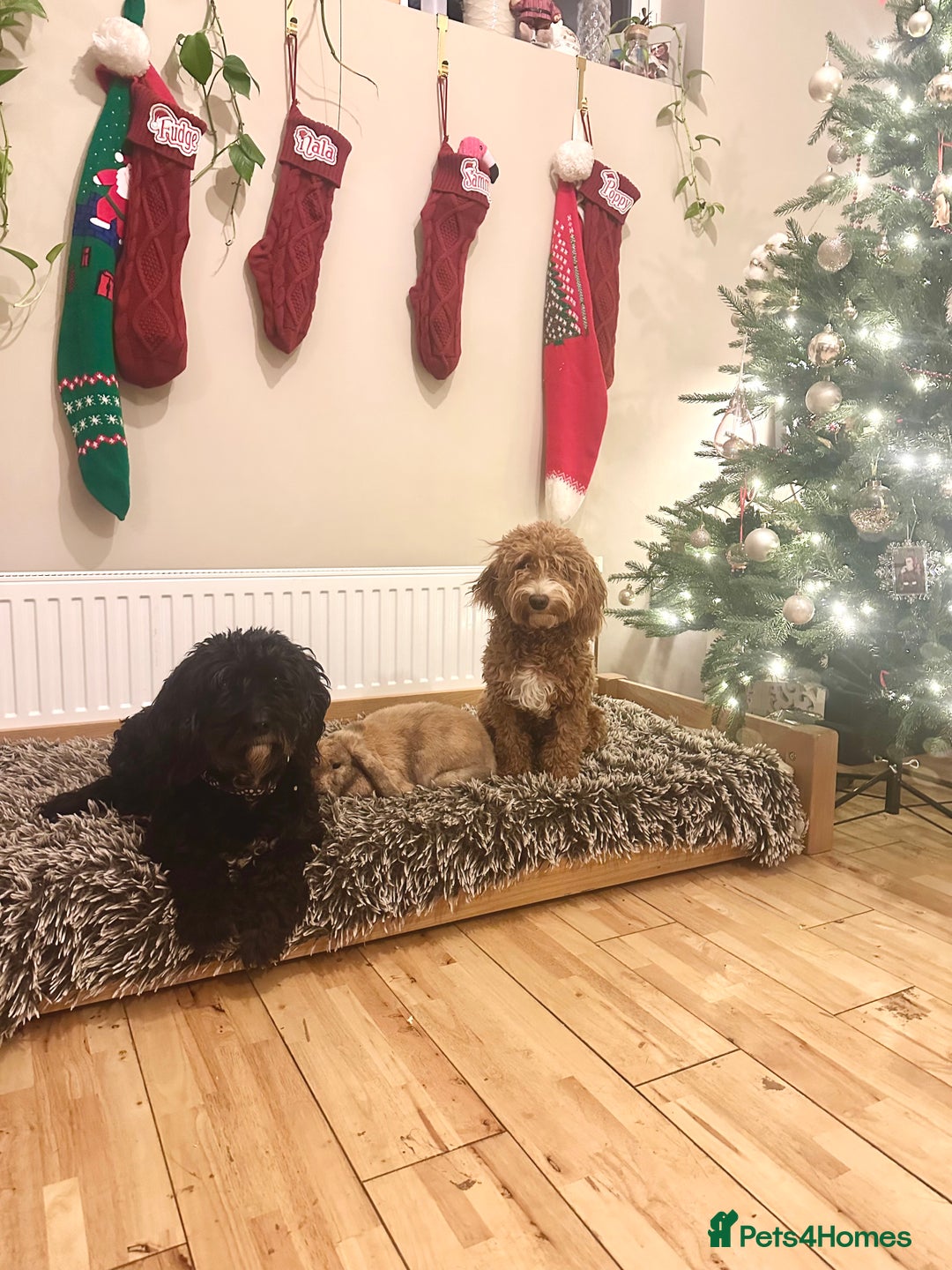 Mixed Breed dogs for sale: Doxiepoo puppies  - Advert 6