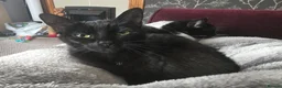 Mixed Breed cats for sale: 2 x female cats (sisters from same litter) in Nuneaton - Advert 9