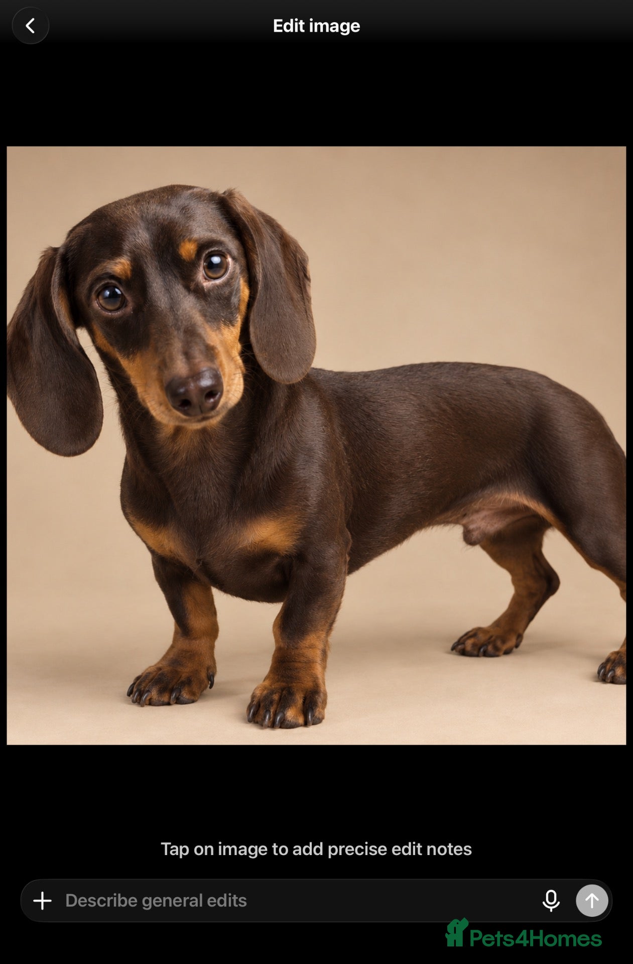 Miniature Dachshund dogs Miniature dachshund stud 18 champions in pedigree - Advert 6