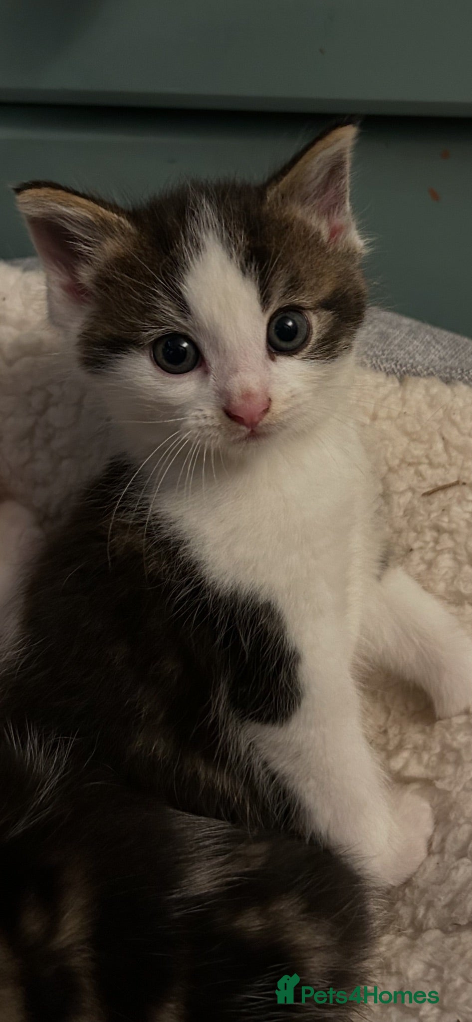 Mixed Breed cats Kittens - Advert 23