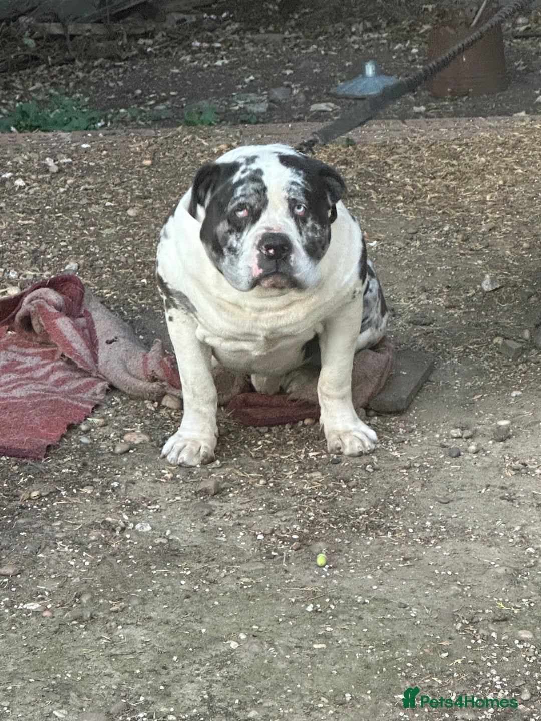 Alapaha Blue Blood Bulldog dogs for stud: Alapaha blue blood American bulldog  - Advert 2