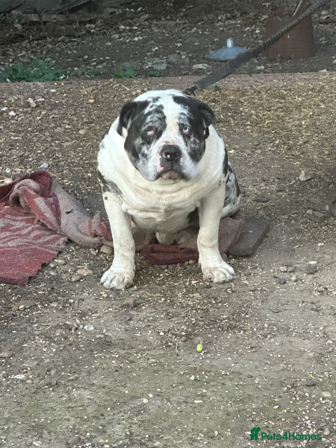 Alapaha Blue Blood Bulldog dogs for stud: Alapaha blue blood American bulldog  - Advert 2