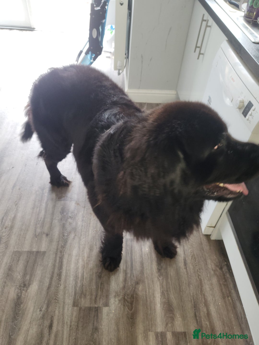 Newfoundland dogs for sale: Newfoundland  - Advert 2